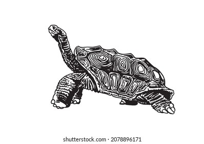 Graphical illustration of tortise on white background isolated, sealife animal