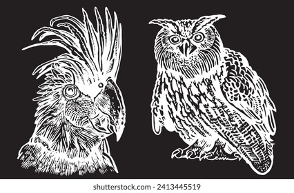 Graphical illustration , vector owl and parrot on black