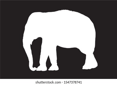 Graphical illustration, vector white silhouette of elephant isolated on black background