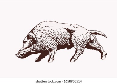 Graphical illustration of wild hog, vector  sepia illustration