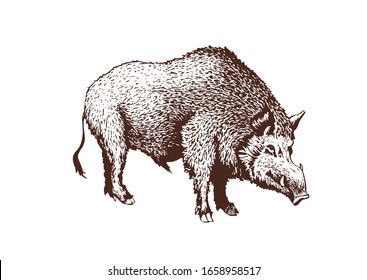 Grafische Illustration von Wildschweinen, Vektorillustration sepia