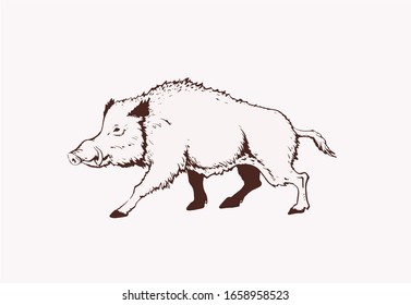 Graphical illustration of wild hog, vector  sepia illustration