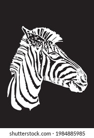 Graphical illustration of Zebra on black background, engraved illustration
