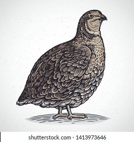 Graphical image of quail in engraving style, in color.