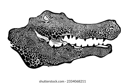 Graphical ink hand drawn crocodile alligator predator detailed isolated on white background, vector illustration eps 10