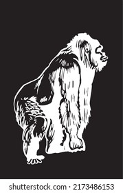  Graphical Ink Pen Gorilla Isolated On Black , Vector Head Of Monkey, Illustration