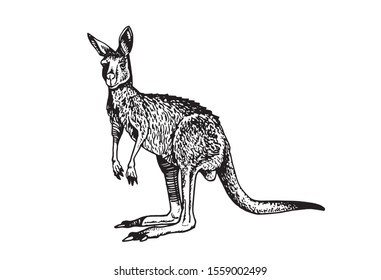 Graphical  kangaroo isolated on white background,vector illustration