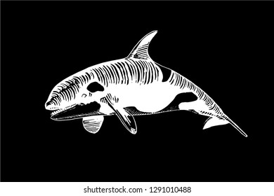 Graphical killer whale isolated on black background, vector engraved illustration