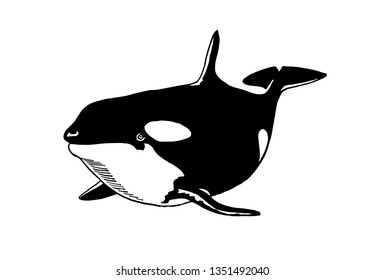 Graphical killer whale isolated on white background,vector sea-food illustration