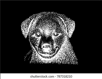 Graphical labrador puppy isolated on black,vector illustration