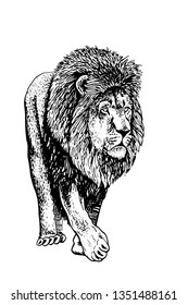 Graphical lion walking isolated on white background,vector illustration,tattoo 