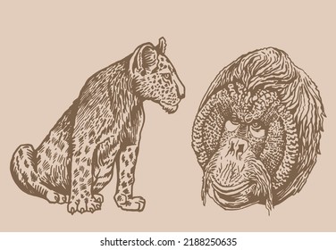 Graphical lioness and head of baboon on sepia background,vector vintage illustration