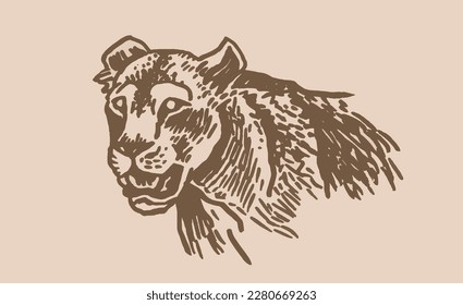 Graphical lioness portrait , wild cat of Africa. Vector vintage illustrtaion