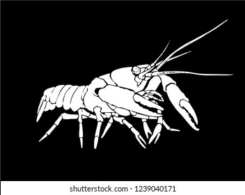 Graphical lobster isolated on black background,vector engraved illustration, sea-food 