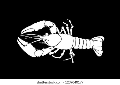 Graphical lobster isolated on black background,vector engraved illustration, sea-food 