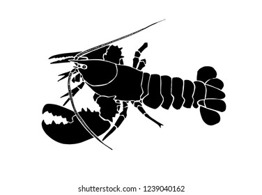 Graphical lobster isolated on white background,vector sketchy illustration, sea-food icon