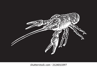 Graphical lobster, sea-food element,vector illustration on black background
