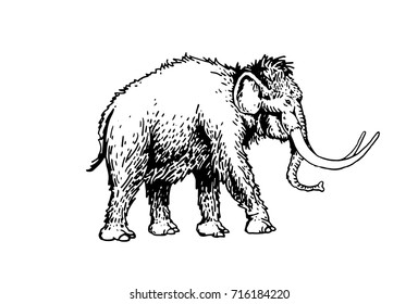 Graphical mammoth isolated on white background,vector