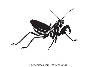 Graphical mantis isolated on white background, vector illustration. Insect black silhouette 