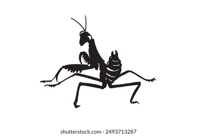 Graphical mantis isolated on white background, vector illustration. Insect black silhouette 