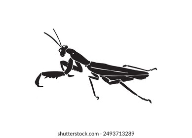 Graphical mantis isolated on white background, vector illustration. Insect black silhouette 