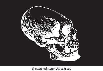 Graphical Mayan skull isolated on black, long skull of ancient tribe, vector illustration, halloween element.Paleontology 