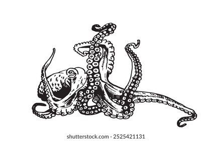 Graphical  octopus isolated on white background,vector illustration. Sea-food