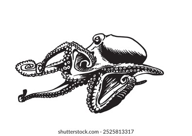 Graphical octopus isolated on white background,vector illustration. Sea-food	