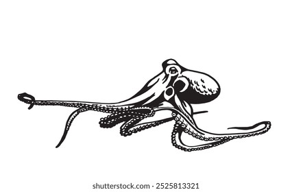 Graphical octopus isolated on white background,vector illustration. Sea-food	