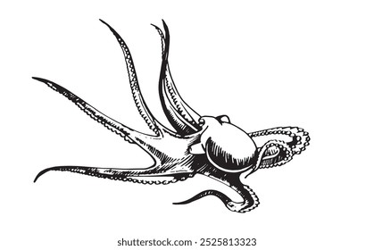 Graphical octopus isolated on white background,vector illustration. Sea-food	