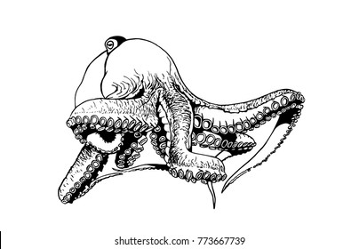 Graphical octopus isolated on white background,vector sketchy illustration