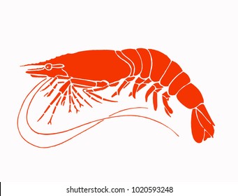 Graphical orange shrimp isolated on white background,vector sea-food illustration