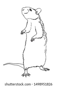 Graphical outlined rat isolated on white background,vector illustration for coloring books