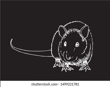 Graphical outlined rat isolated on black background,vector engraved  illustration for coloring books