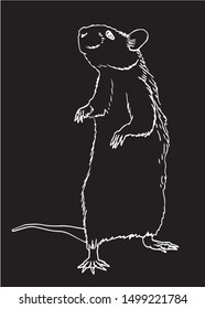 Graphical outlined rat isolated on black background,vector engraved  illustration for coloring books