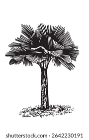 Grafische Palme auf weißem Hintergrund, Vektorgrafik