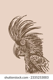 Graphical parrot cockatoo on sepia background,vector element of bird.Ink pen parrot