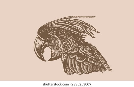 Graphical parrot cockatoo on sepia background,vector element of bird.Ink pen parrot