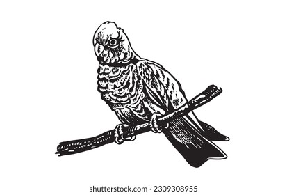 Graphical parrot cockatoo sitting on the branch of the tree isolated on white,vector element of bird.Ink pen parrot