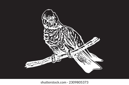 Graphical parrot cockatoo sitting on the branch of the tree isolated on black,vector element of bird.Ink pen parrot