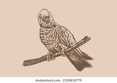 Graphical parrot cockatoo sitting on the branch of the tree  on sepia background,vector element of bird.Ink pen parrot