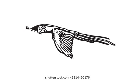 Graphical parrot flying  isolated on white,vector element of bird.Ink pen parrot