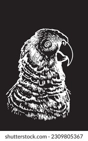 Graphical parrot  portrait isolated on black,vector element of bird.Ink pen parrot