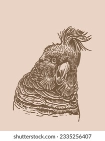 Graphical parrot  portrait on sepia background,vector element of bird.Ink pen parrot