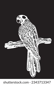 Graphical parrot  sitting on branch of a tree isolated on black,vector element of bird.Ink pen parrot