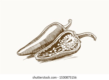 Graphical pepper , vintage illustration,vegetable
