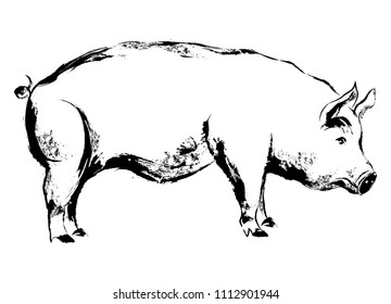 Graphical pig, hand drawing illustration.
