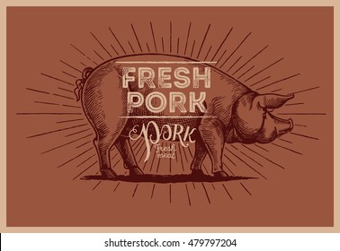 Graphical pig in vintage style, and inscription, hand-drawn Illustration. Vector illustration.