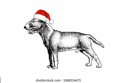 Graphical pit bull dog in Santa Claus hat isolated on white background,vector 