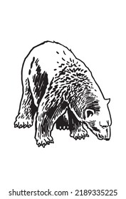 Graphical polar bear sketch isolated on white background,vector illustration. Hand-drawn white bear